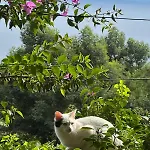 Bed & Breakfast Casa De Basalto 3*