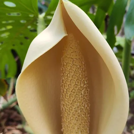 Casa De Basalto Отель типа 