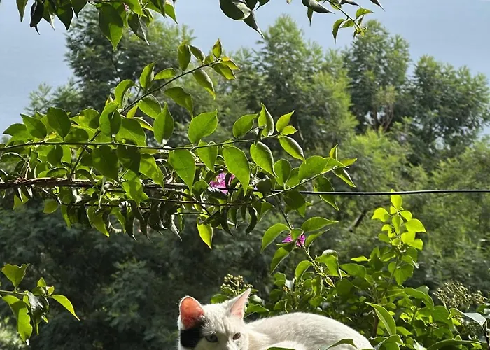 ベッド・アンド・ブレックファスト Casa De Basalto 3*