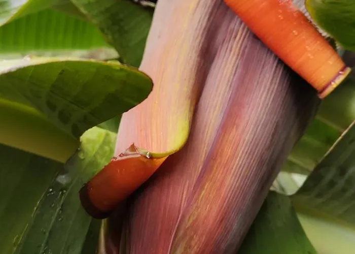 ベッド・アンド・ブレックファスト Casa De Basalto カニコ