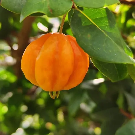 Alojamento de Acomodação e Pequeno-almoço Casa De Basalto