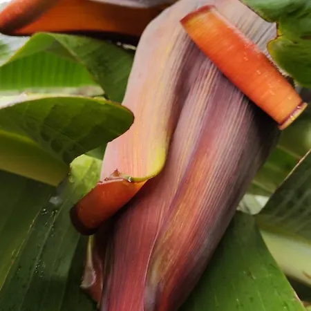 Alojamento de Acomodação e Pequeno-almoço Casa De Basalto Caniço