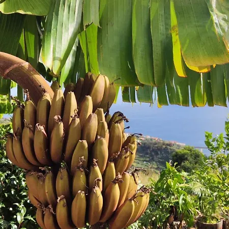 Casa De Basalto Alojamento de Acomodação e Pequeno-almoço Caniço