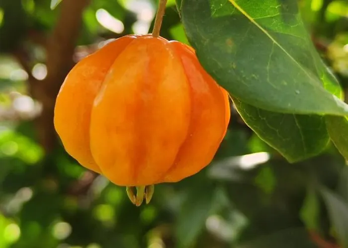 Bed and breakfast Casa De Basalto