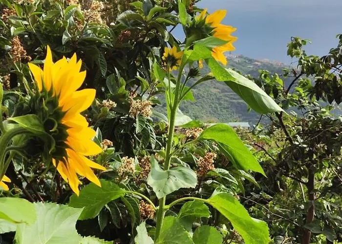 Casa De Basalto Canico (Madeira)
