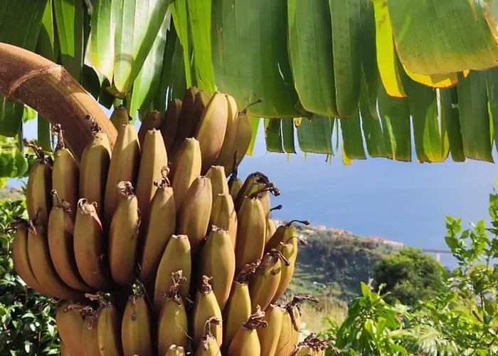 Casa De Basalto Bed & Breakfast Canico (Madeira)